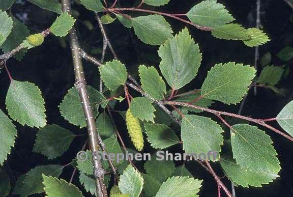 betula occidentalis 1 graphic